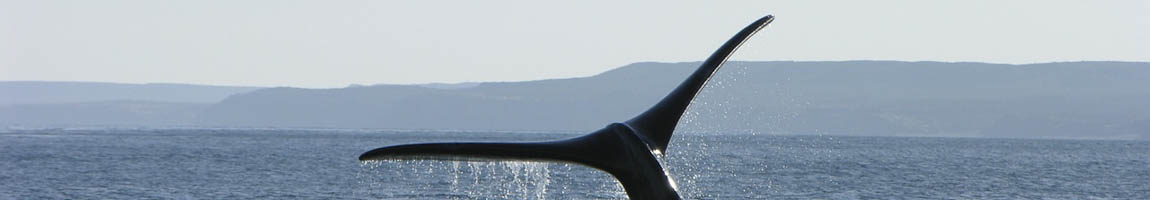 Segeltörn Argentinien Bild zeigt eine Walflosse