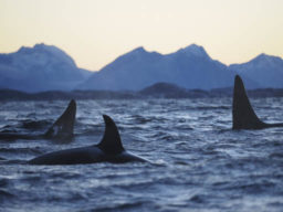 Wale in Norwegen zeigt Orcas